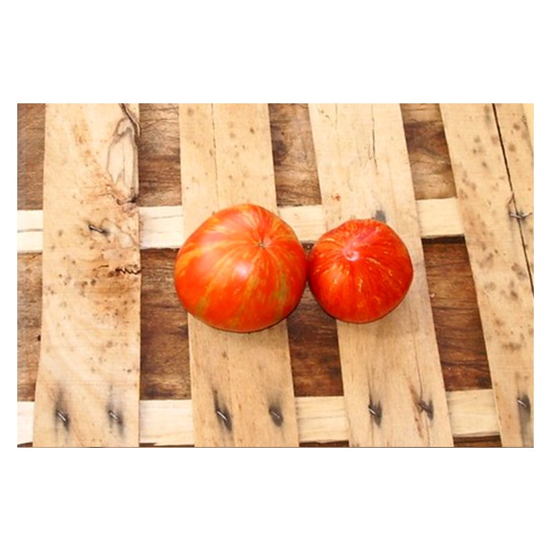 Tomate cœur de Zébrée