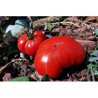 Tomate Côtelée d'Olmet