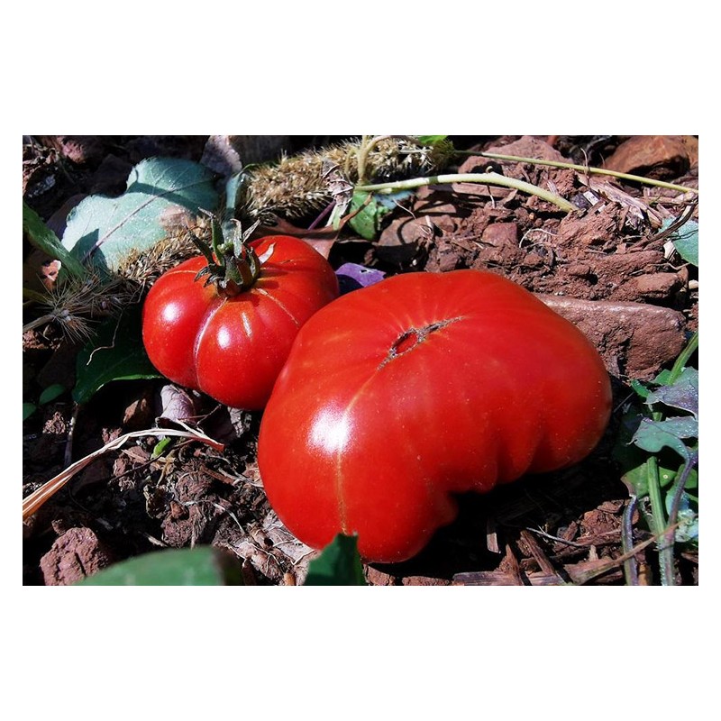 Tomate Côtelée d'Olmet