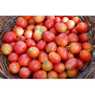 Tomate Early Sibérien