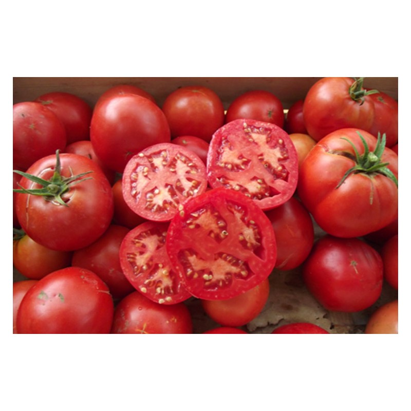 Tomate Merveille des Marchés