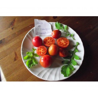 Tomate Olirose de Saint Domingue