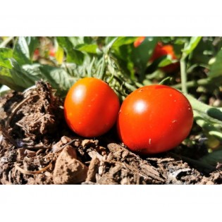 Tomate Précoce de Quimper