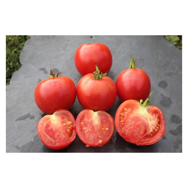 Tomate Rose de Berne