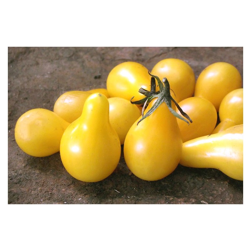 Tomate Cerise Poire Jaune