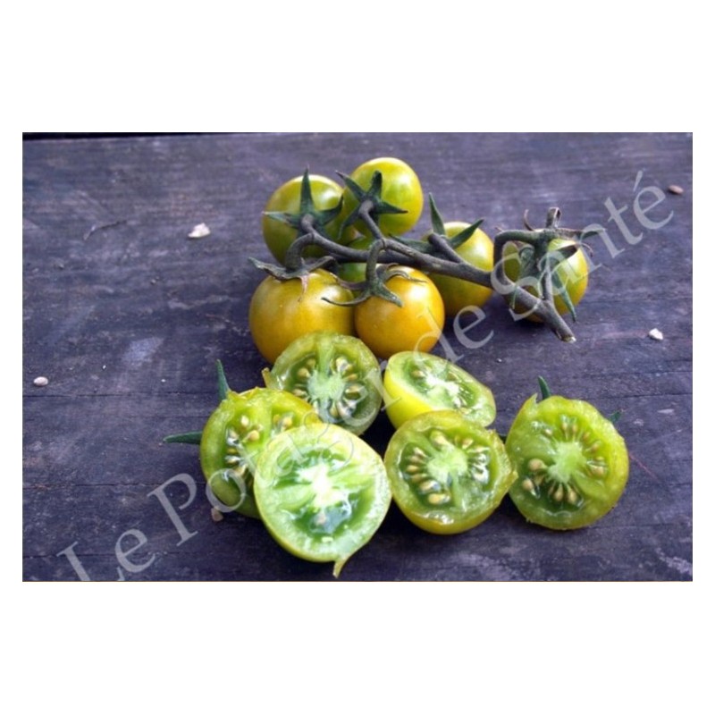 Tomate Cerise verte ou raisin vert