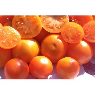 Tomate Orange Queen