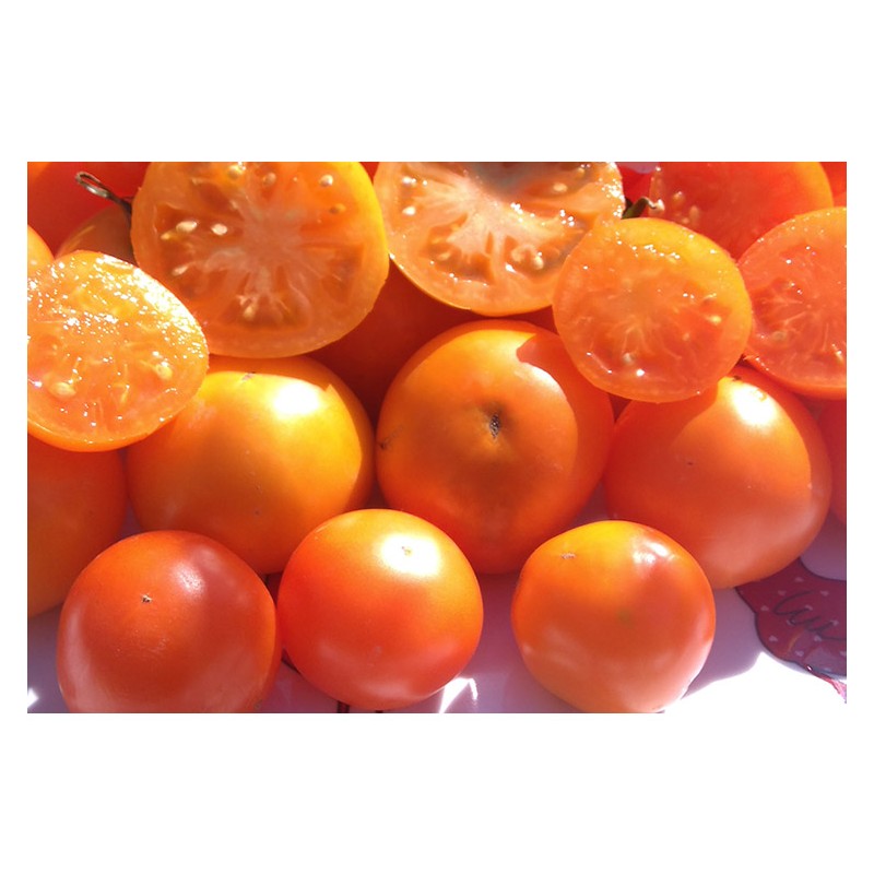 Tomate Orange Queen