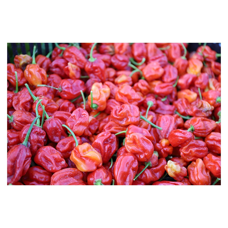 Piment Antillais