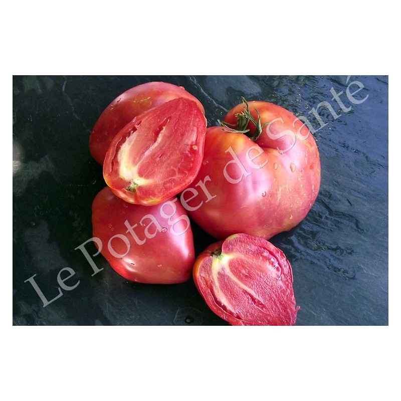 Tomate Cœur de Bœuf Rose sucrée ( Sweet Heart )