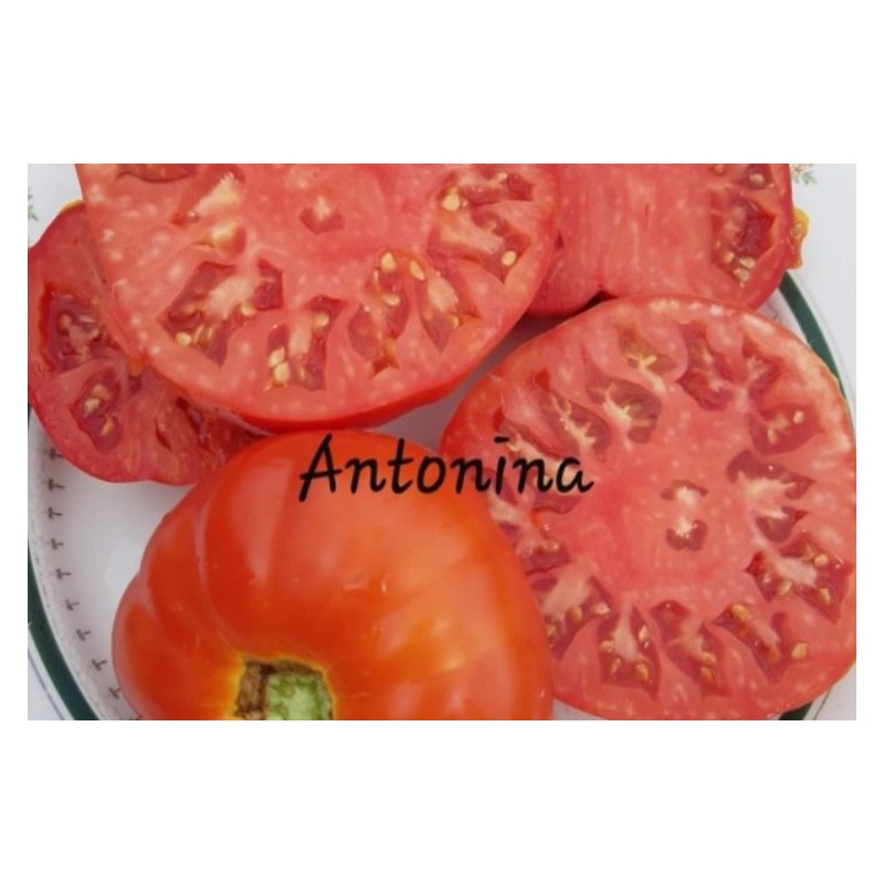 Tomate Antonina