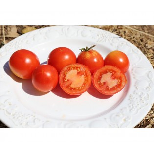 Tomate Merveille des Marchés