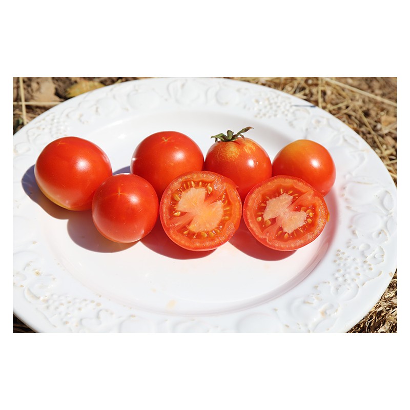 Tomate Merveille des Marchés