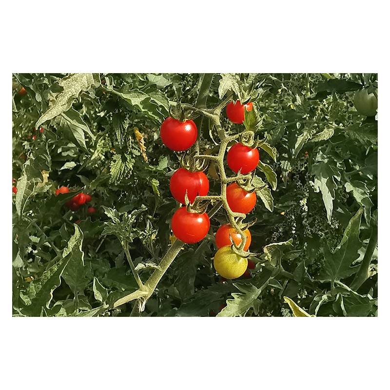 Tomate Cerise Barbaniaka