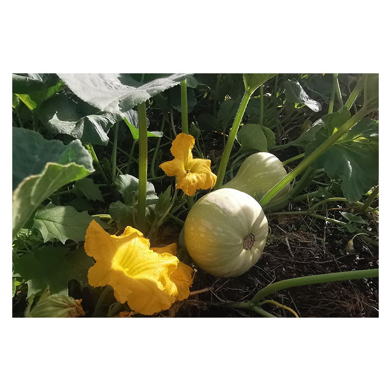 Courge Butternut en cours de culture