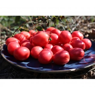 Tomate Cerise Rose de Podlaki