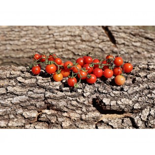 Tomate cerise Sauvage du Mexique