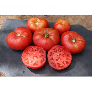 Tomate russe rouge type beefsteak