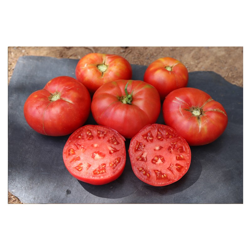 Tomate russe rouge type beefsteak