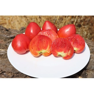 Tomate Cœur de Bœuf Anna Russe