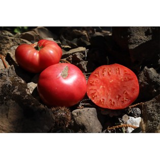 Tomate Cherokee