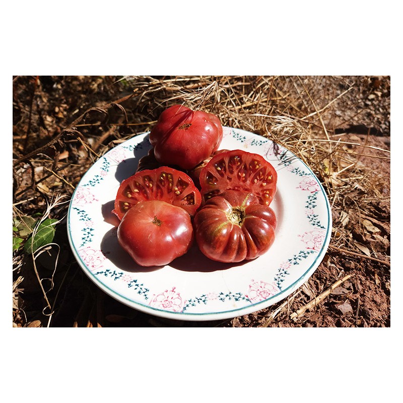 Tomate Calabache Pourpre