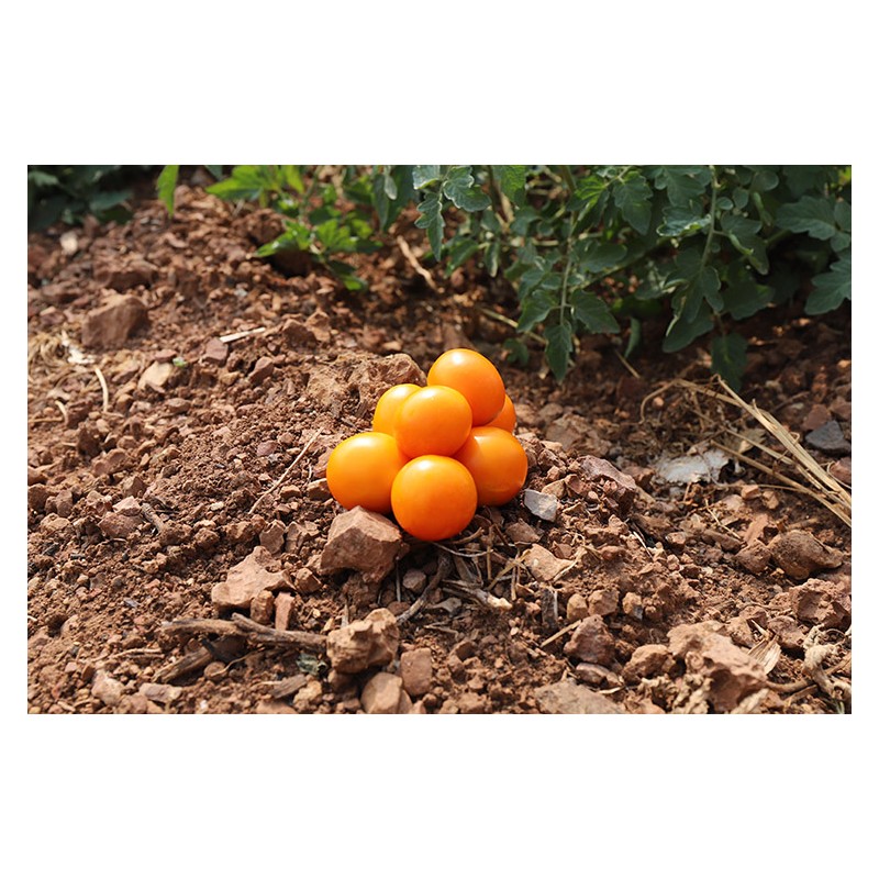 Tomate Auriga