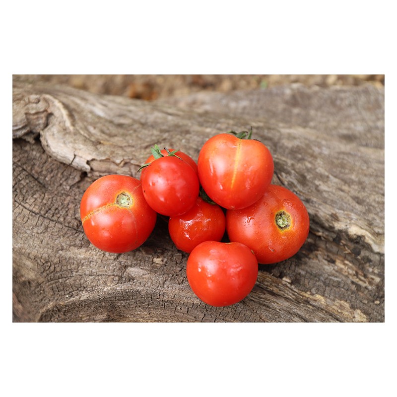 Tomate Burbank idéale en buisson ( pour le plein champ)