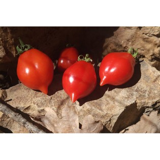 Tomate Spongillo di Torre Del Greco