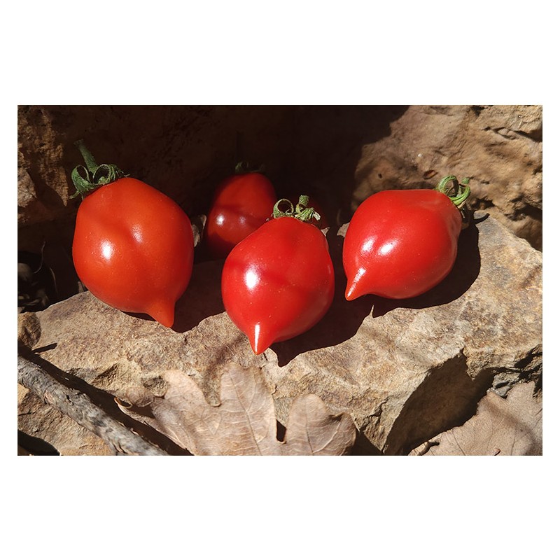 Tomate Spongillo di Torre Del Greco