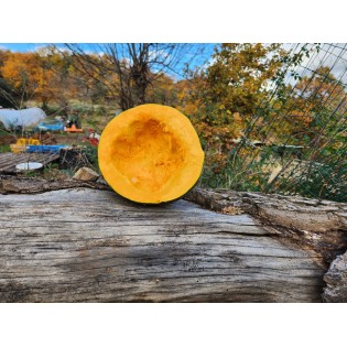 Courge à chair Orange