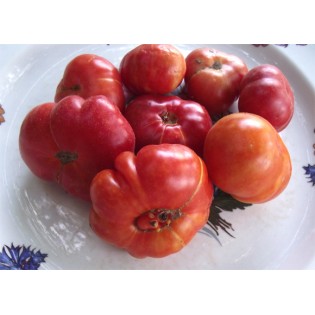 tomate calabache rouge