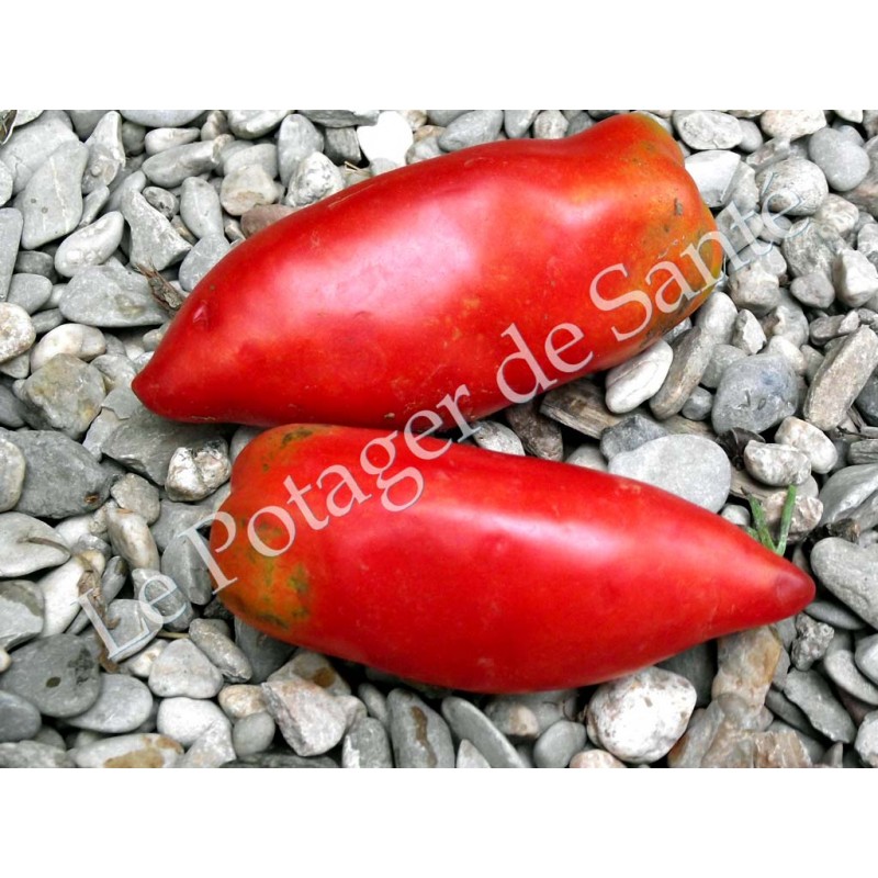 Tomate cornue des Andes