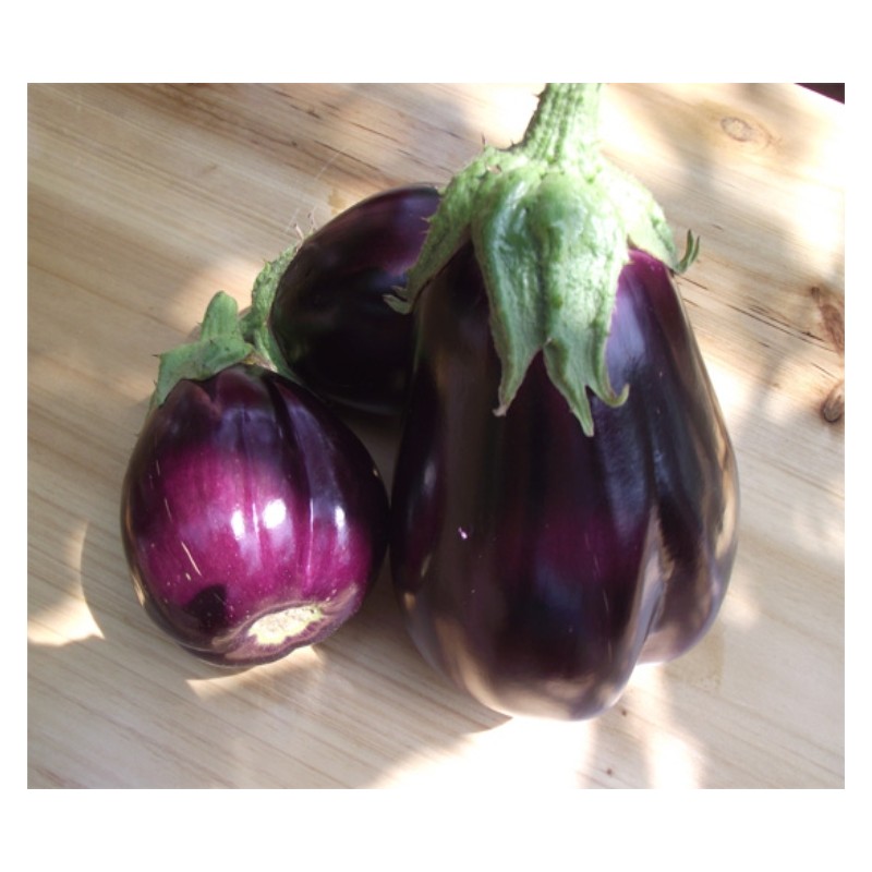 Aubergine beauté noire