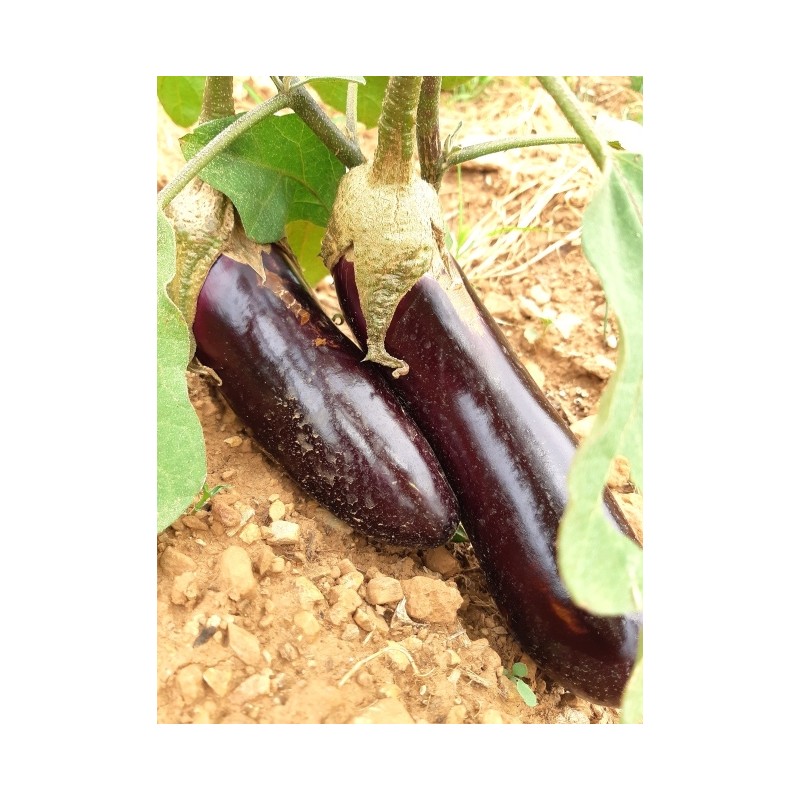 Aubergine de barbentane