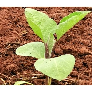 Plant d'aubergine