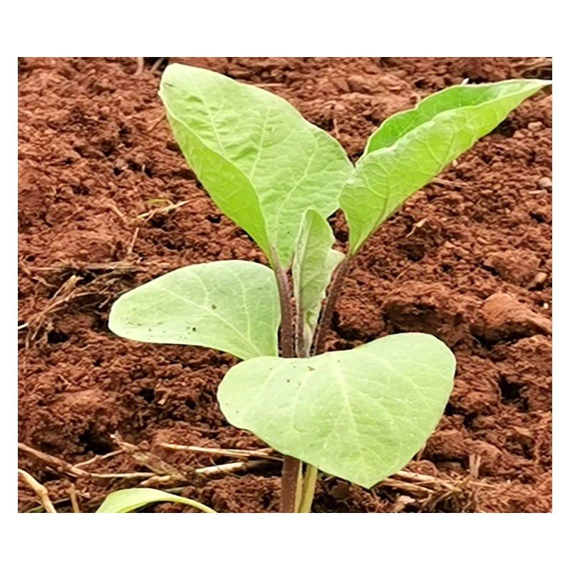 Plant d'aubergine