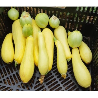 courgette jaune