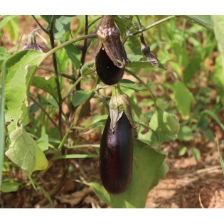 Aubergine de Barbentane