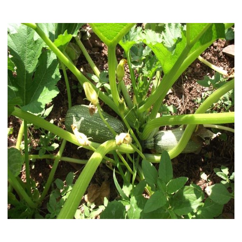 Courgette verte d'Alger