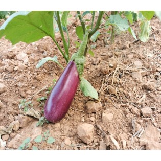 Aubergine Violette de Toulouse