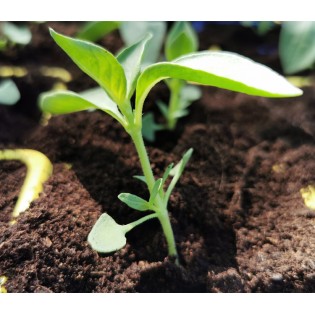 Assortiment de plants de tomates et de légumes (réf 02)