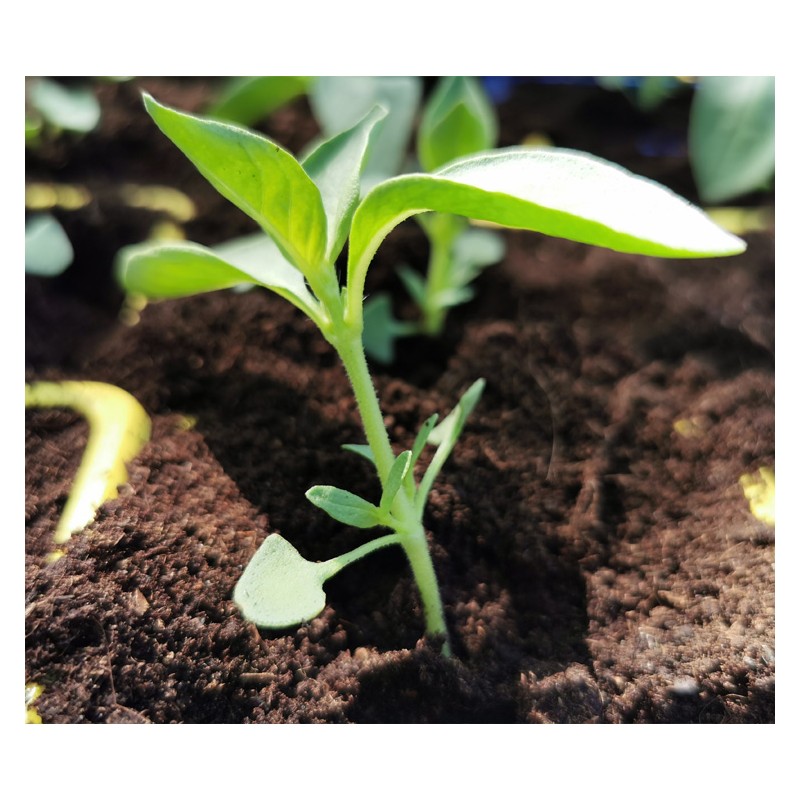 Assortiment de plants de tomates et de légumes (réf 02)