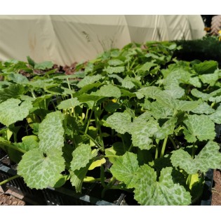 Plants de courgette