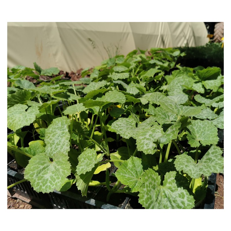 Plants de courgette