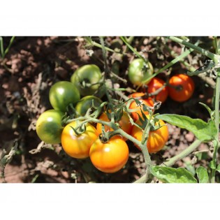 Tomate délice d'or