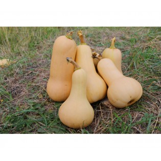 Courge Butternut