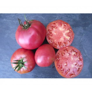 Tomate Italienne Pourpre