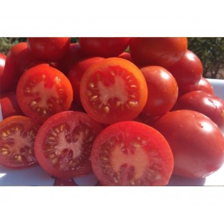 Tomate Ailsa Craig