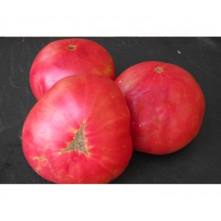 Tomate Brandywine rose